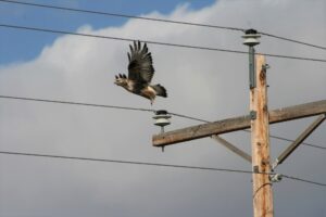 Marco Restani on Avian Protection at NorthWestern Energy, MT