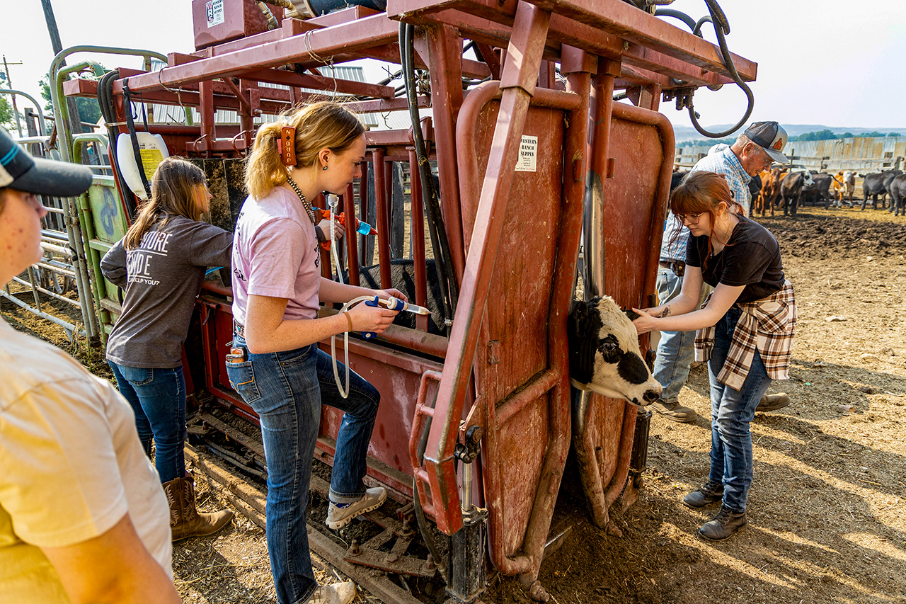Sheridan College Animal Science field trip to Perrys Ranch where students assist with operations.