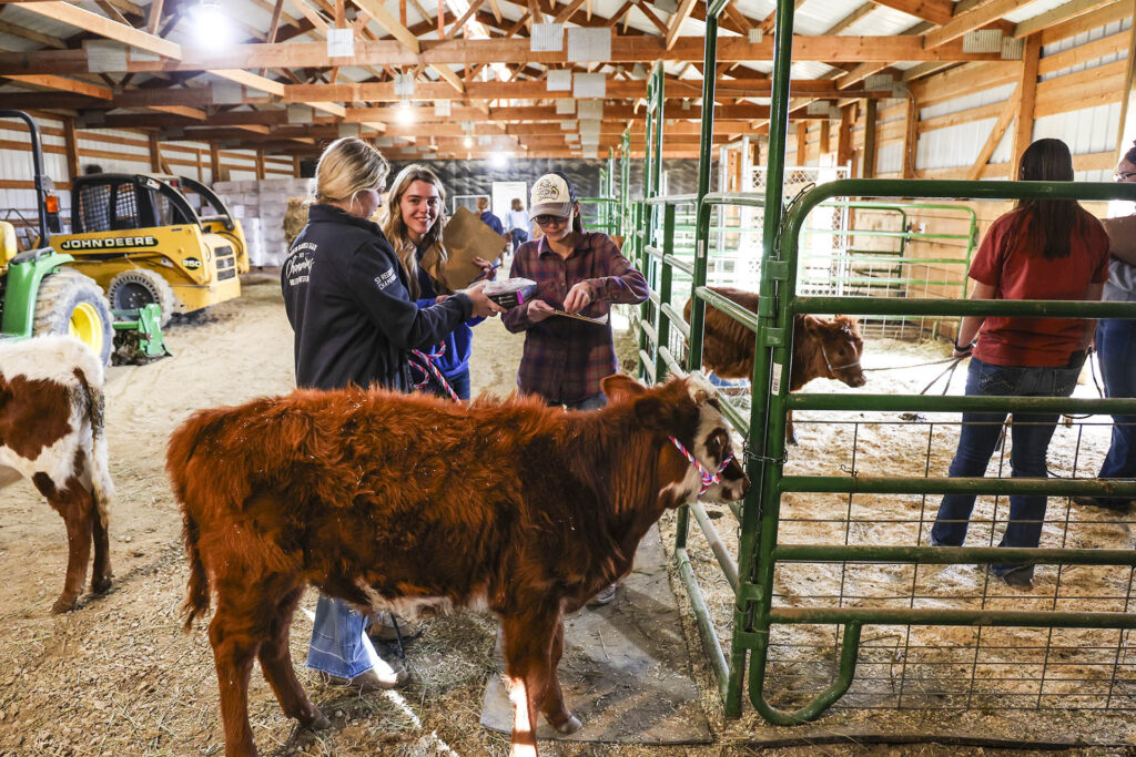 Students working with Sheridan College steers in the livestock barn