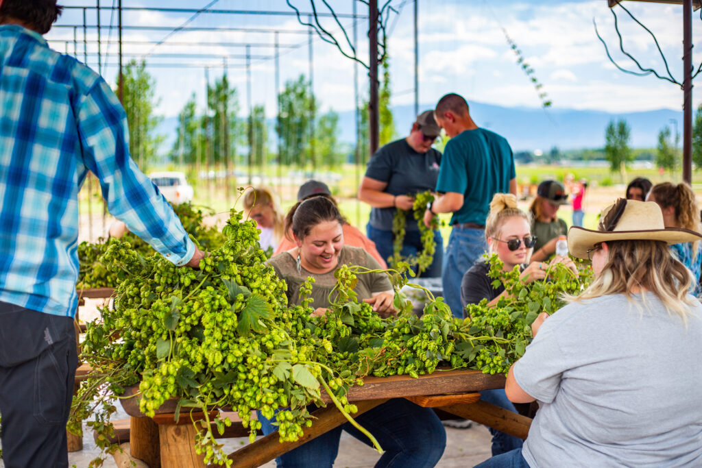 Sheridan College and Blacktooth Brewery Hop Harvest collaboration photo of students gathering hops.