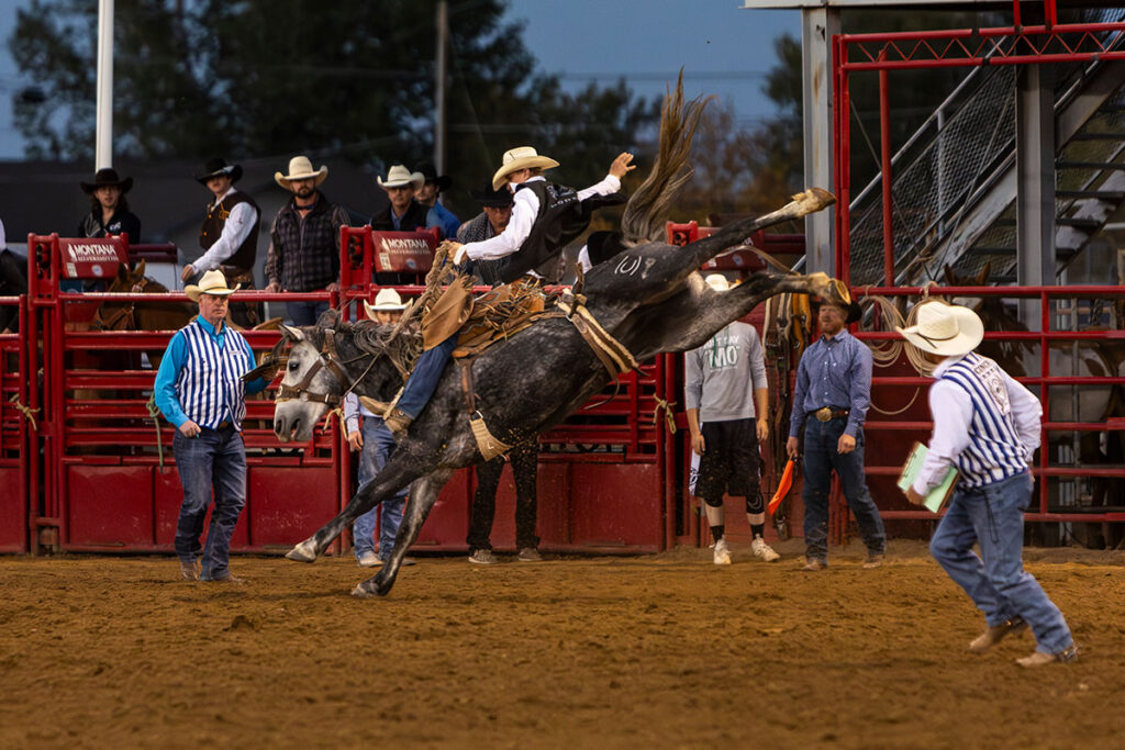 Photo of Sheridan College Rodeo bronc rider Jake Schlattmann in action.