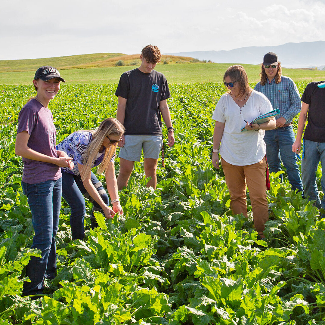 Sheridan College Agriculture students and their instructor looking at a crop row on campus.